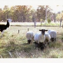 Image Omc 2021.002 (14)